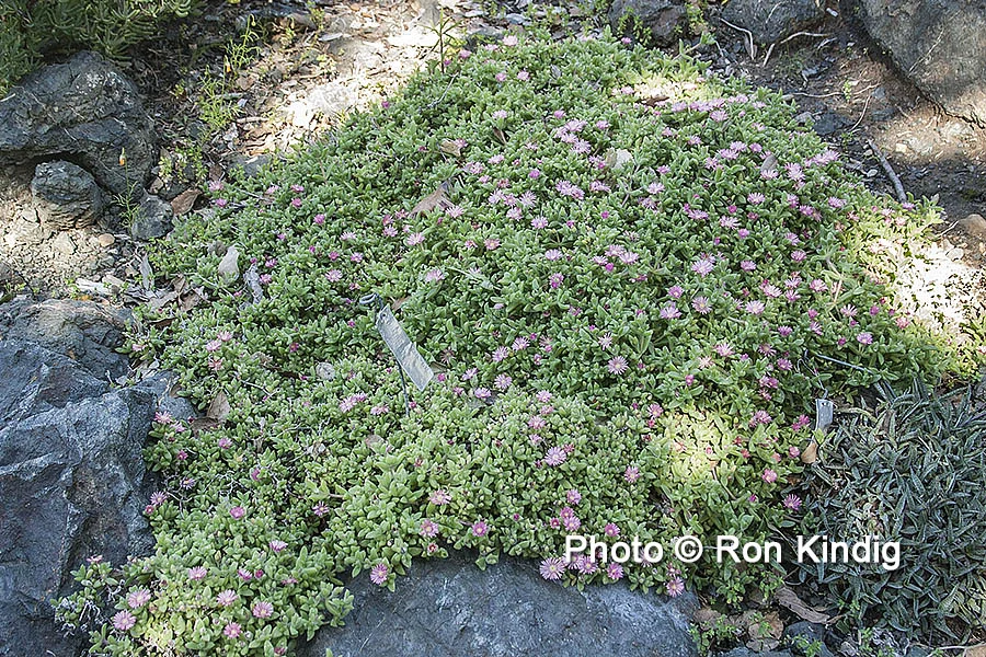 Delosperma rogersii 'Mini Wine' KINDIG WEB.jpg