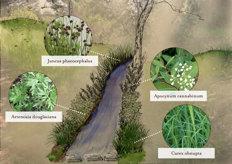 Weaving Restoration Garden Coming soon… Read MORE