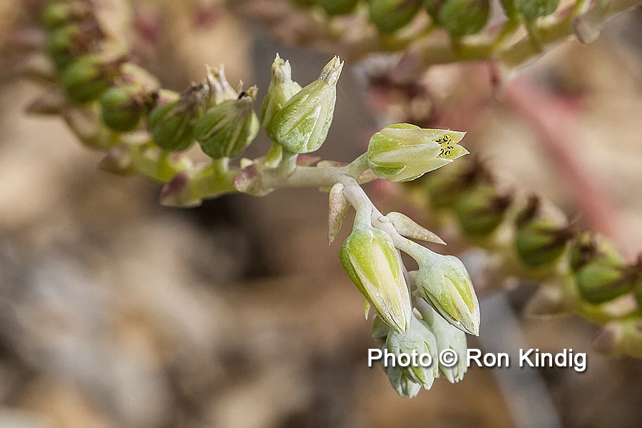 Dudleya ingens CU KINDIG WEB.jpg