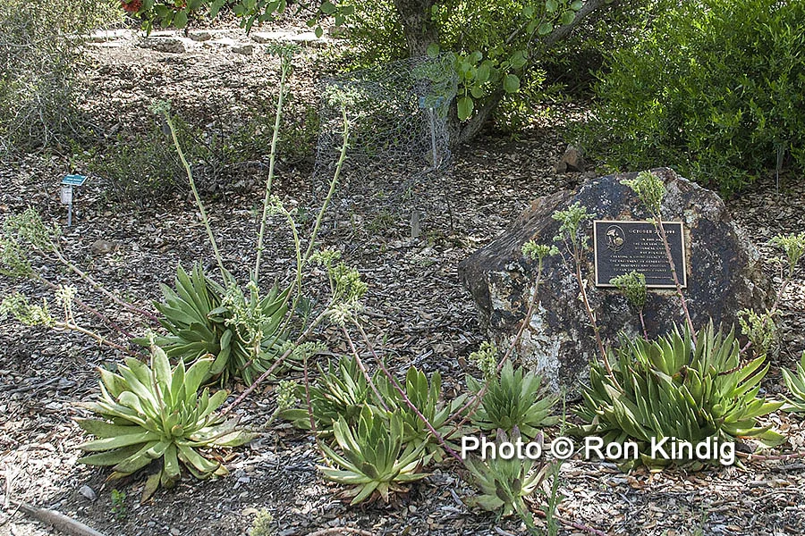 Dudleya ingens KINDIG WEB.jpg