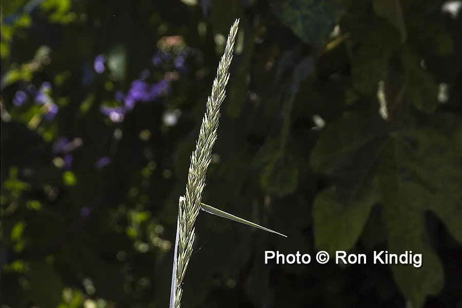 Elymus condensatus ‘Canyon Prince’ CU KINDIG WEB.jpg