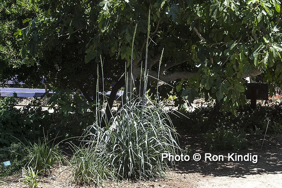 Elymus condensatus ‘Canyon Prince’ KINDIG WEB.jpg