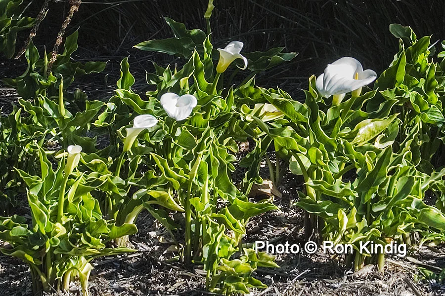Zantedeschia aethiopica KINDIG WEB.jpg