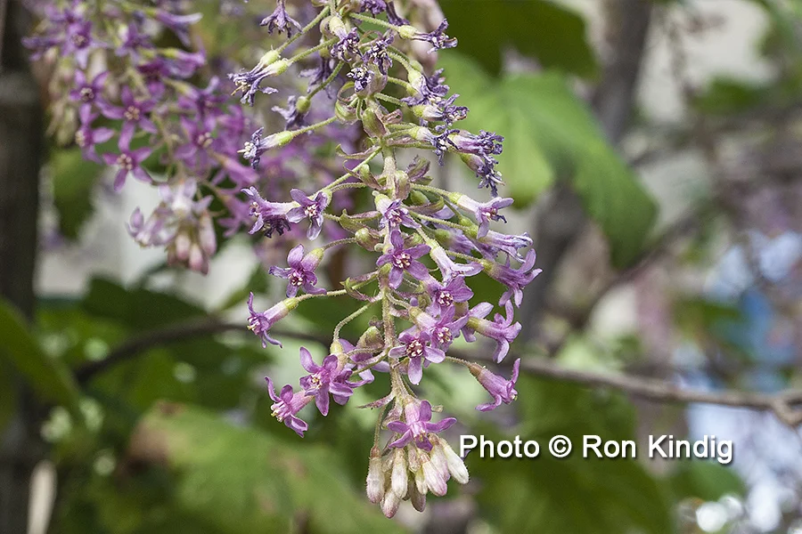 Ribes sanguineum CU KINDIG WEB.jpg