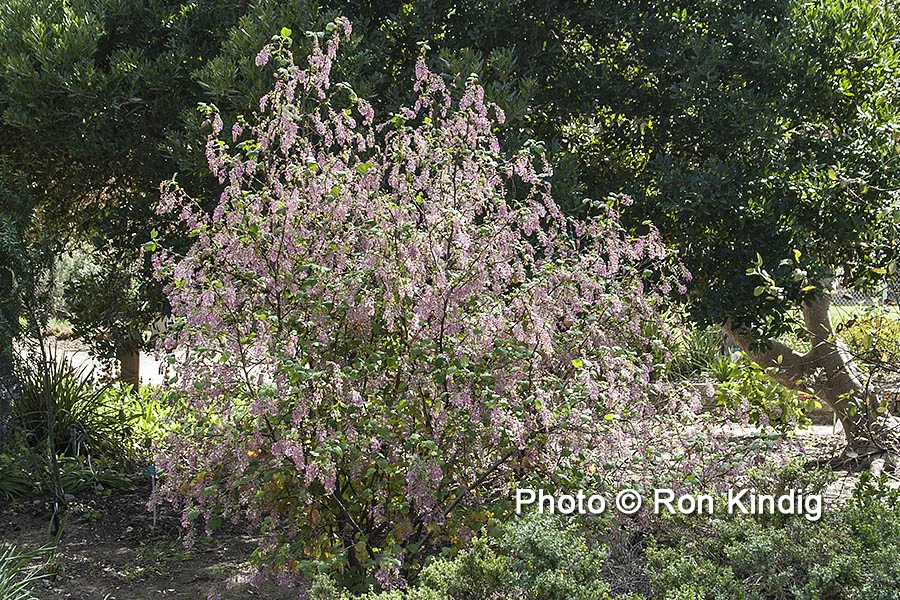 Ribes sanguineum KINDIG WEB.jpg