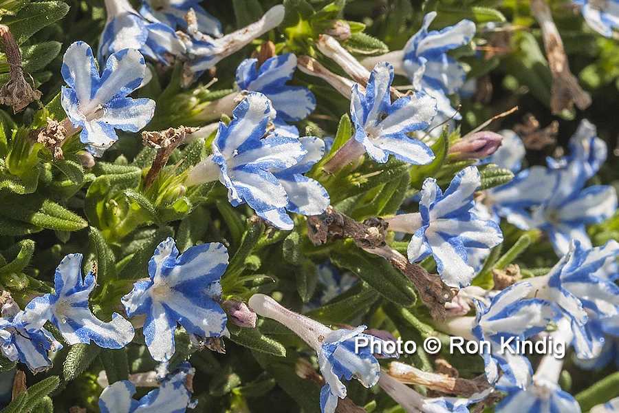 Lithodora diffusa 'White Star' CU KINDIG WEB.jpg