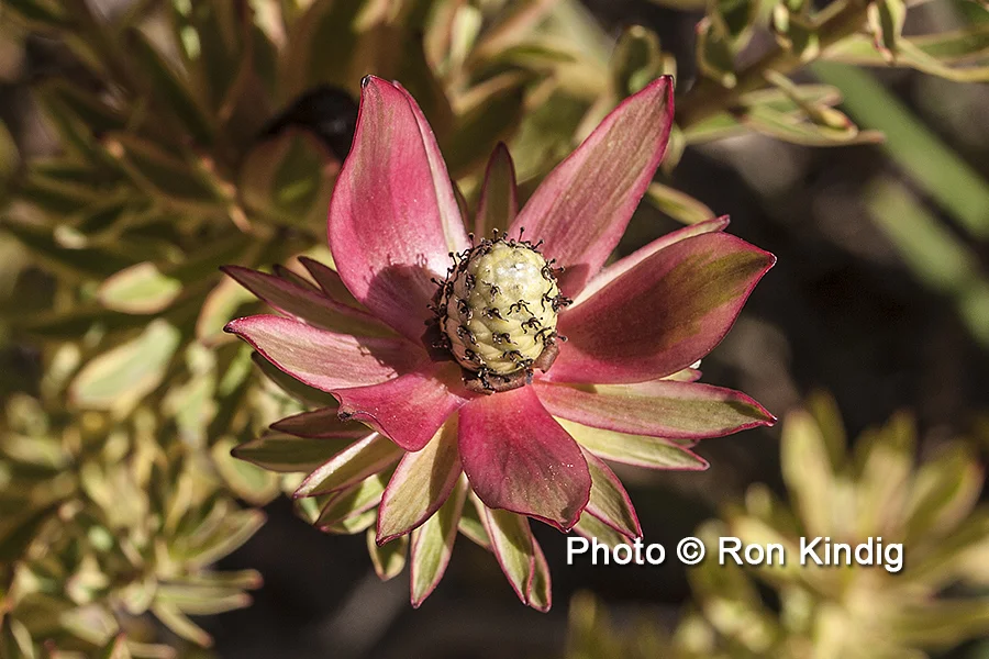 Leucadendron salignum ‘Jester’ CU KINDIG WEB.jpg