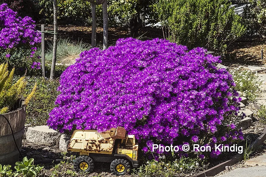Lampranthus 'Pink Kaboom' KINDIG WEB.jpg