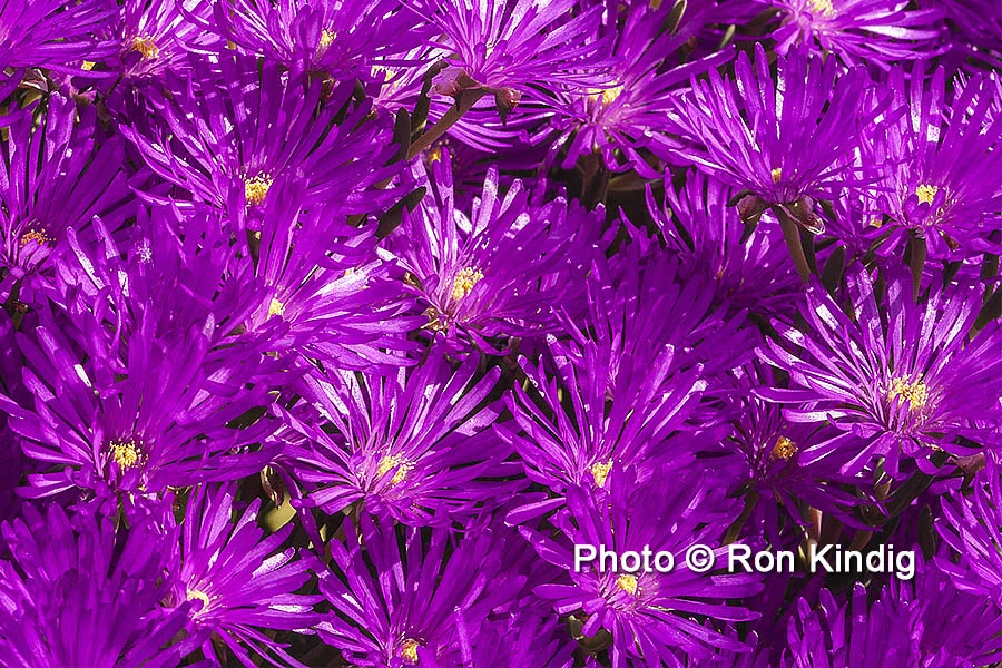 Lampranthus 'Pink Kaboom' CU KINDIG WEB.jpg