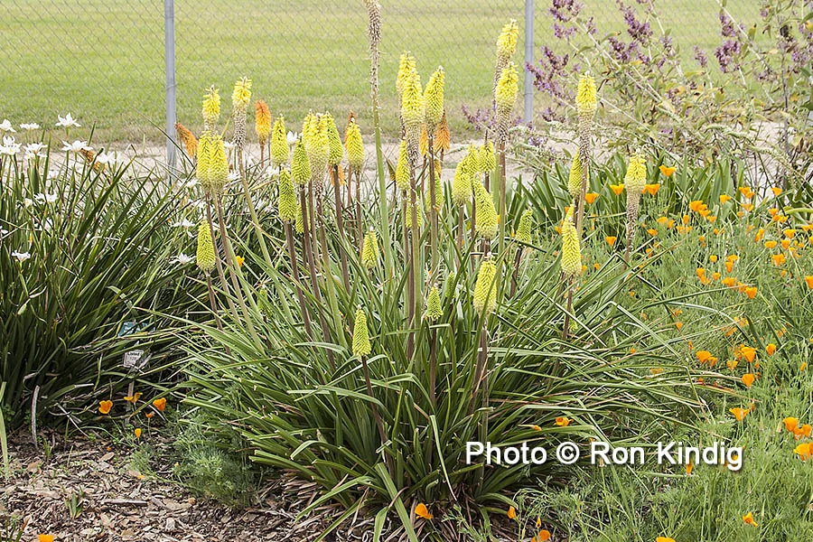 Kniphofia citrina KINDIG WEB.jpg