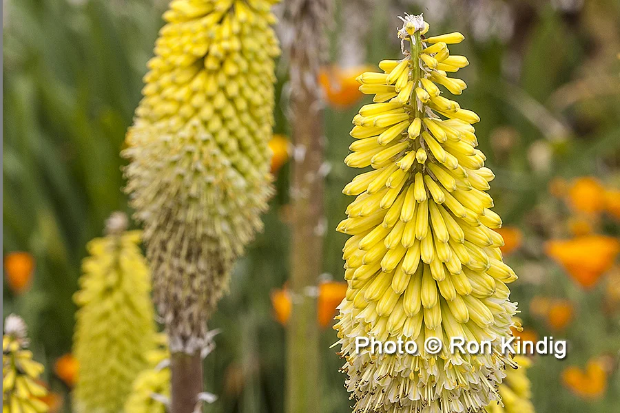Kniphofia citrina CU KINDIG WEB.jpg