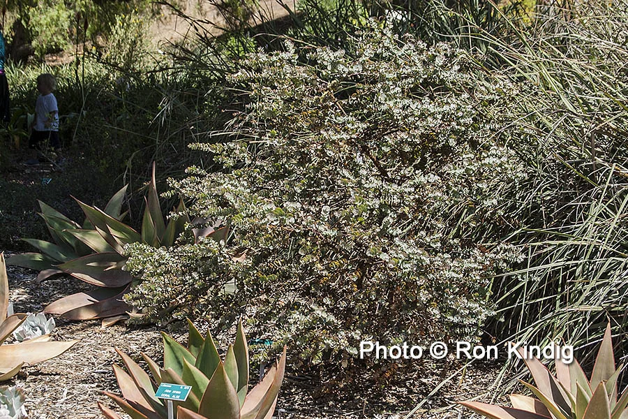 Eucalyptus kruseana KINDIG WEB.jpg
