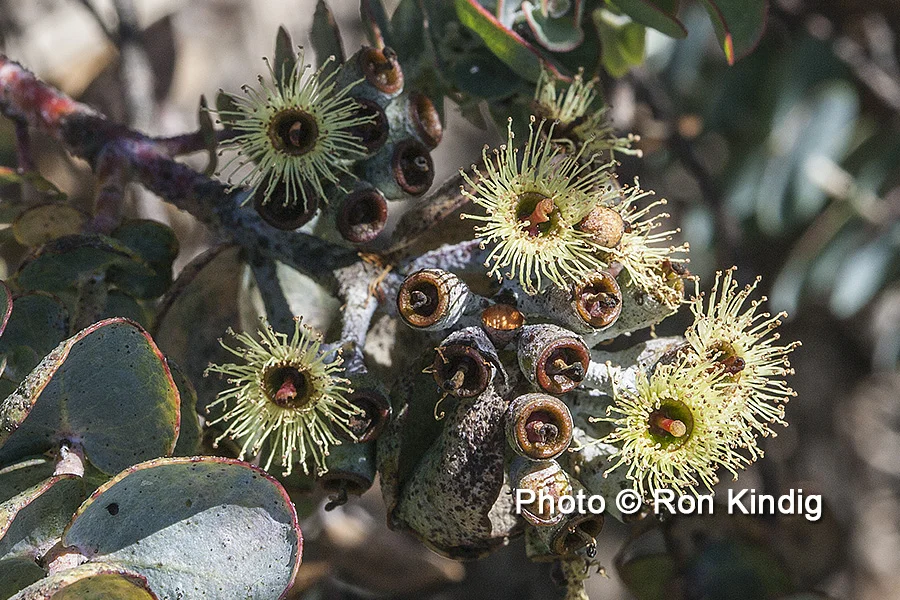 Eucalyptus kruseana CU KINDIG WEB.jpg