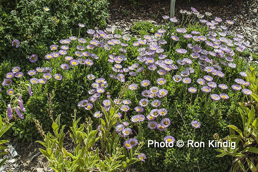 Erigeron glaucus 'Sea Breeze' KINDIG WEB.jpg