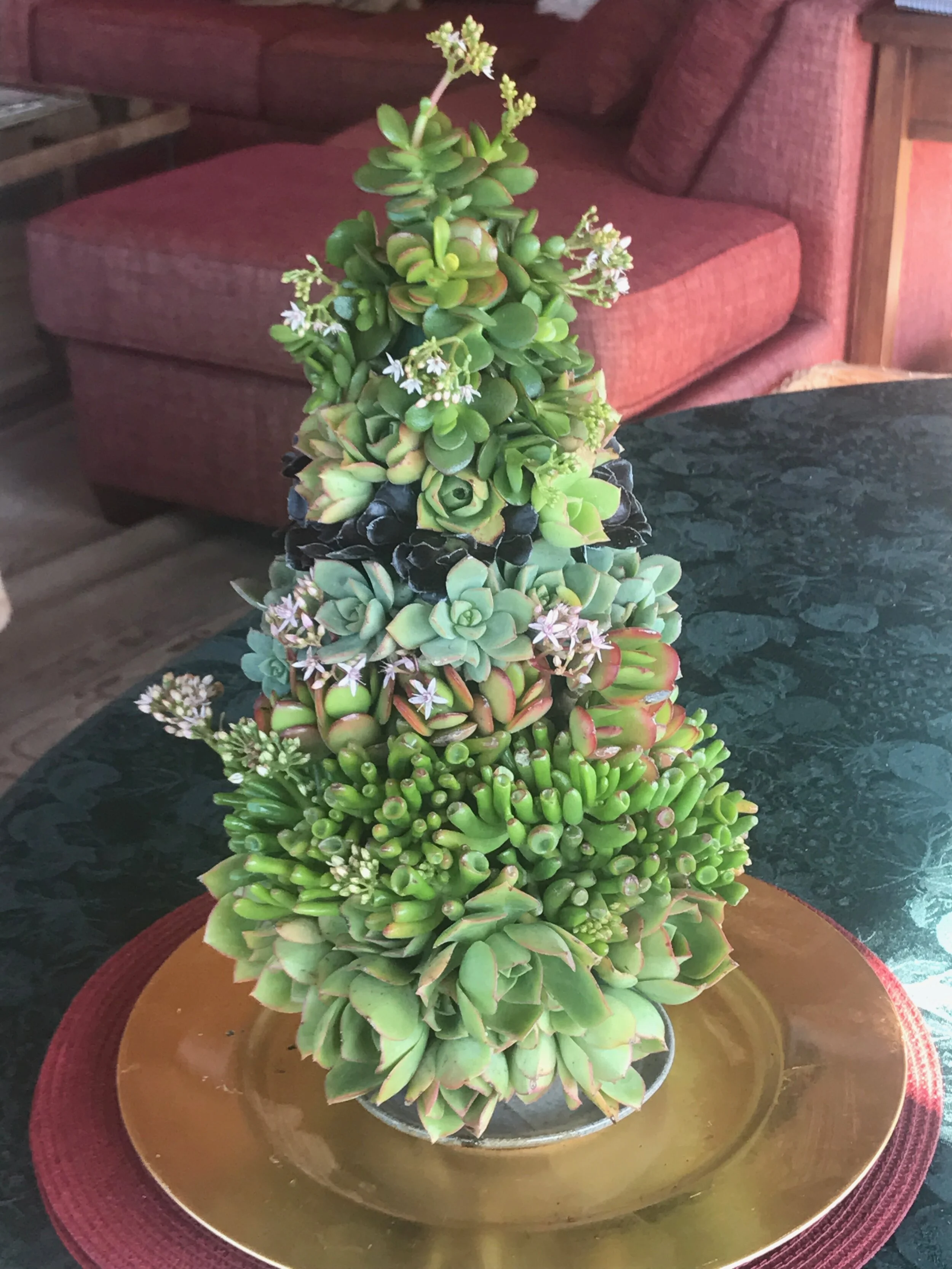 Dec-Succulent Tree_Jayne Devencenzi.jpeg