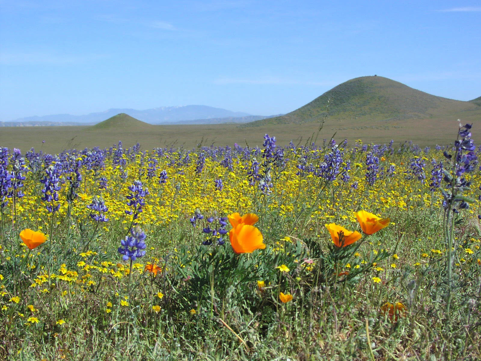 Cal Wildflowers.jpg