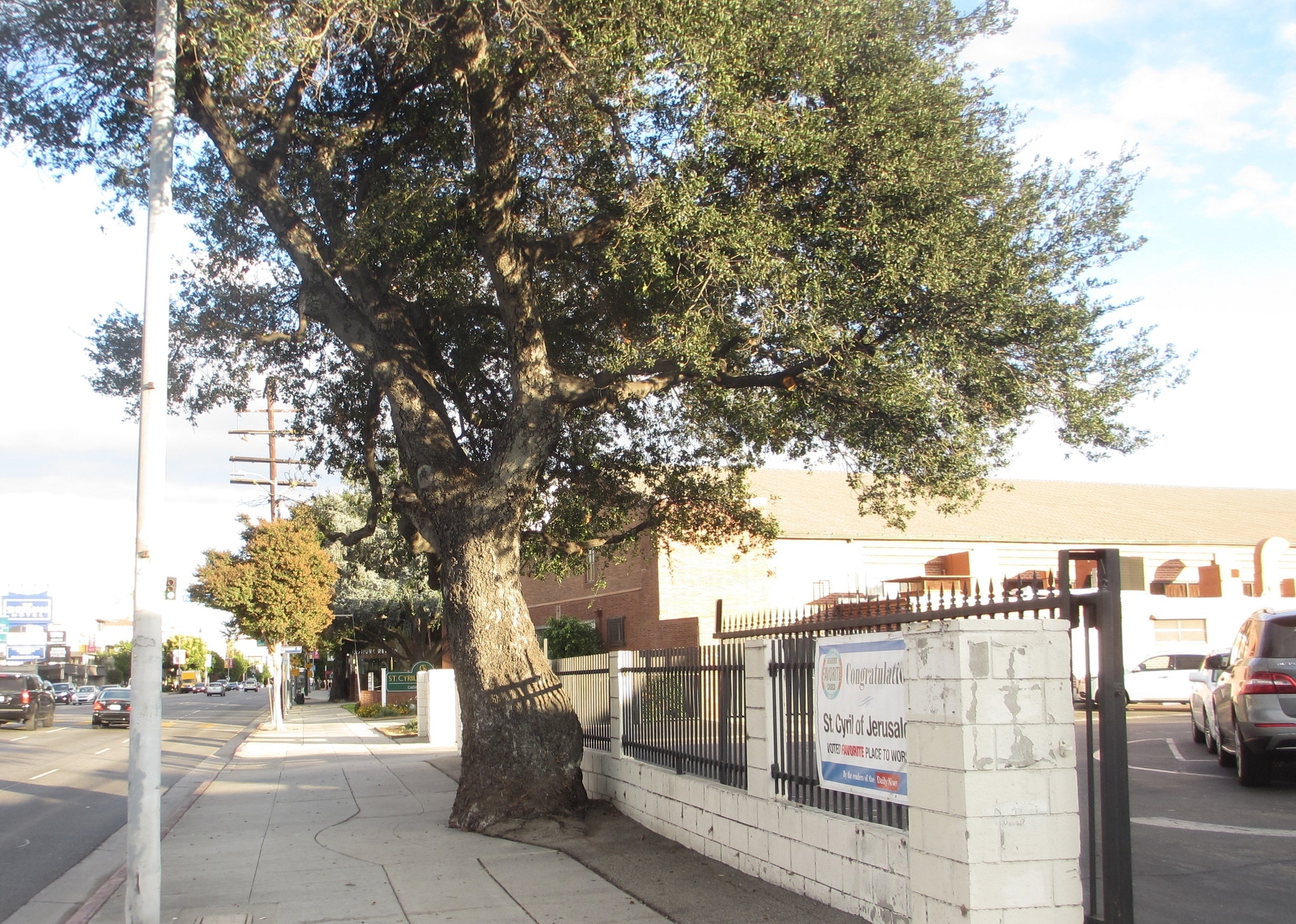   Some oaks, such as this live oak on Ventura Blvd., were saved from the massive removals that accompanied Los Angeles’&nbsp;rapid urbanization.  