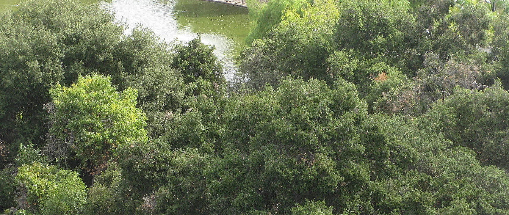 Los Encinos Historic State Park, located in the midst of the Tongva village area that later became Encino section of the San Fernando Valley, maintains the native oak tradition with live oaks (Quercus agrifolia) and at least one valley oak (Quercus