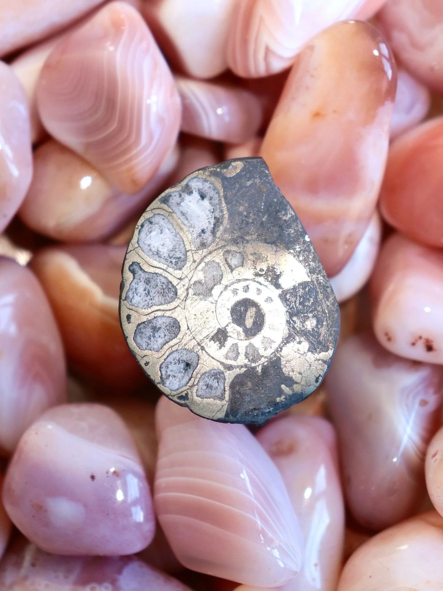 L&rsquo;Ammonite est la m&eacute;moire d&rsquo;un temps ancien, fig&eacute;e dans la pierre depuis des millions d&rsquo;ann&eacute;es.
Ici, la Pyrite est venue sublimer ses spirales, comme si l&rsquo;Or de la Terre avait choisi d&rsquo;habiller ce fo