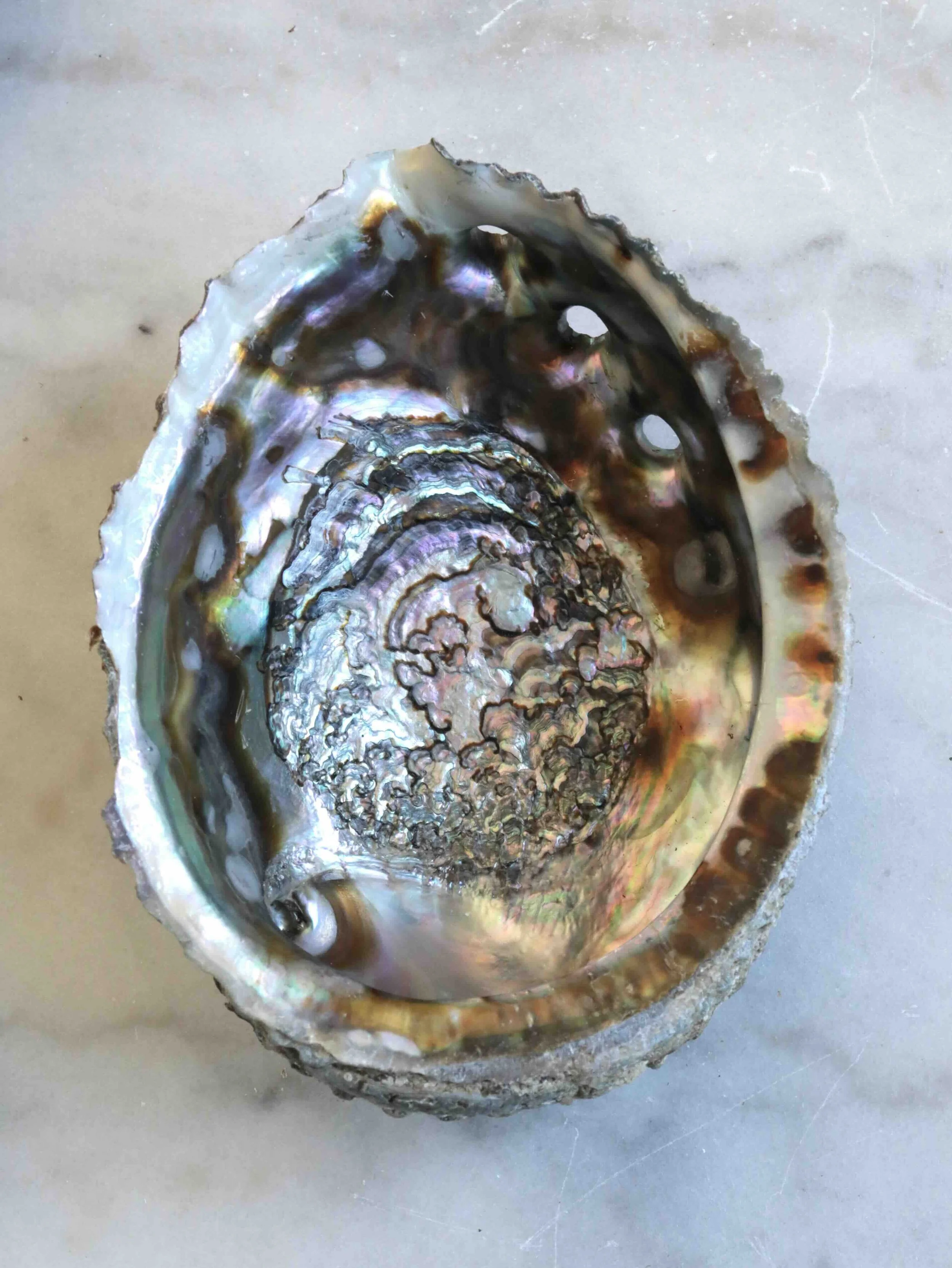 2 - Coquillage Abalone - Pierre pour la Circulation des énergies & la Purification - SOLYA - Eshop de lithothérapie - Magasin de pierres éthiques en Belgique - Cristaux & minéraux