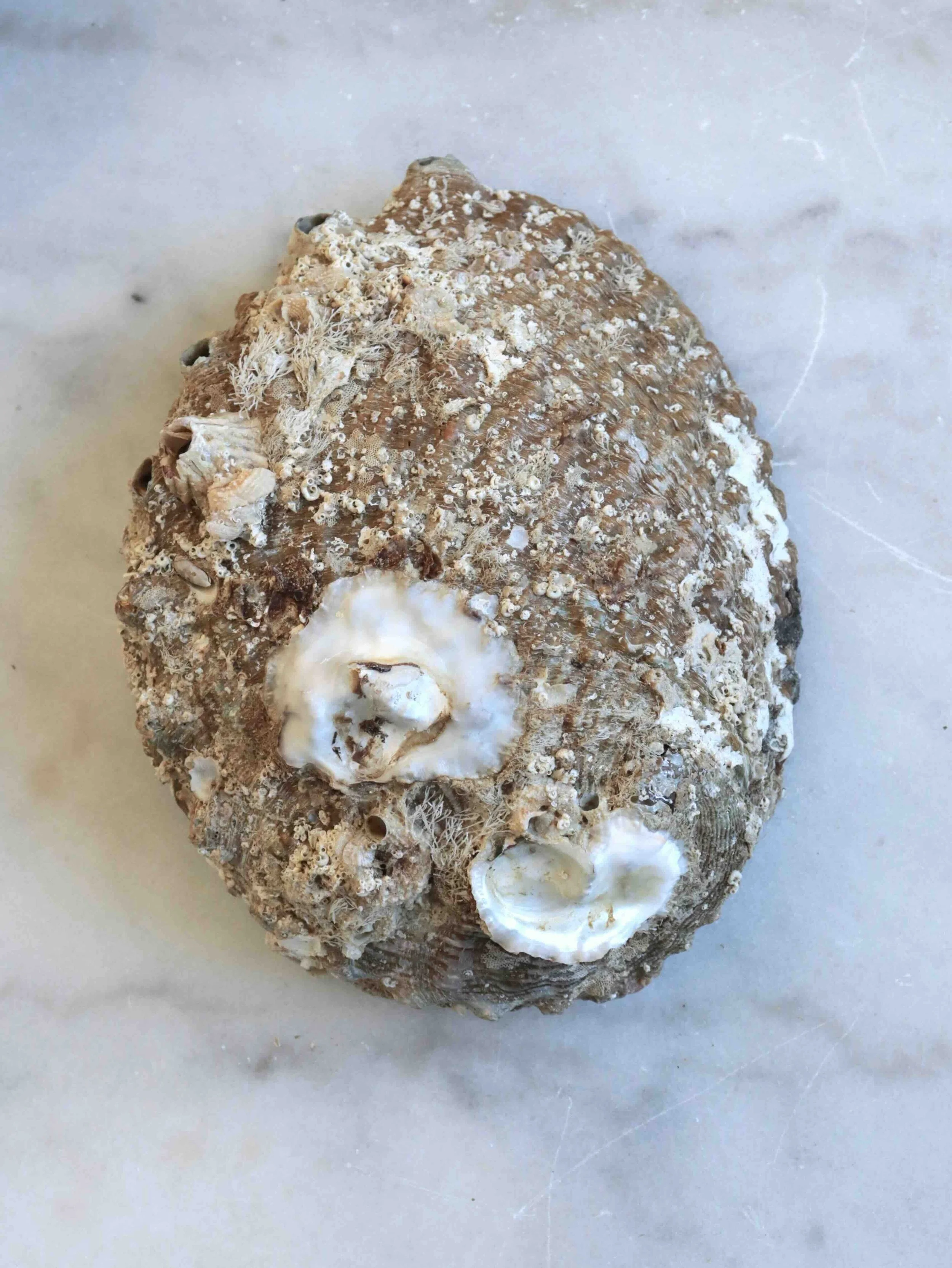 Coquillage Abalone verso - Pierre pour la Circulation des énergies & la Purification - SOLYA - Eshop de lithothérapie - Magasin de pierres éthiques & naturelles en Belgique - cristaux & minéraux