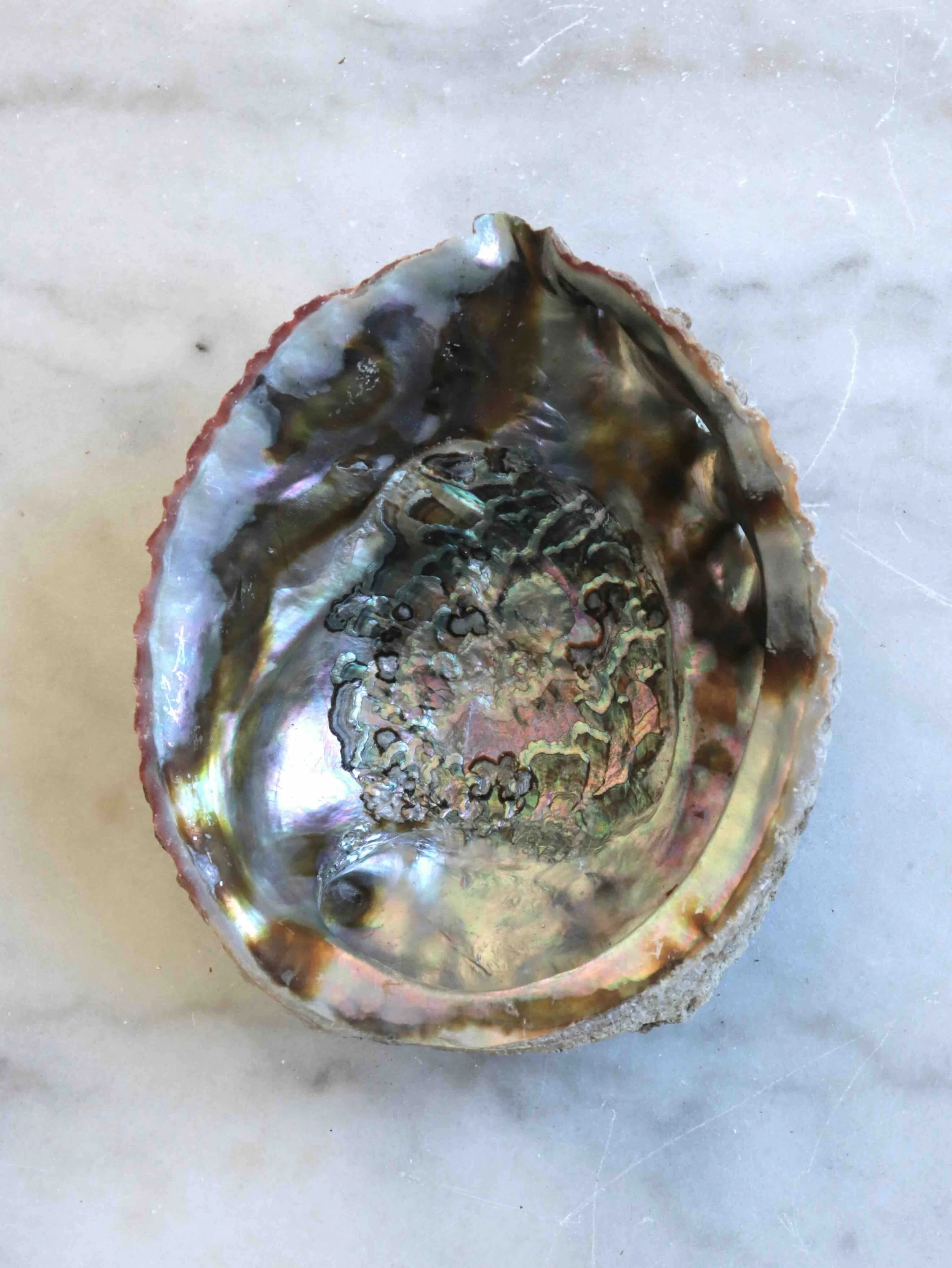 3 - Coquillage Abalone - Pierre pour la Circulation des énergies & la Purification - SOLYA - Eshop de lithothérapie - Magasin de pierres éthiques en Belgique - Cristaux & minéraux