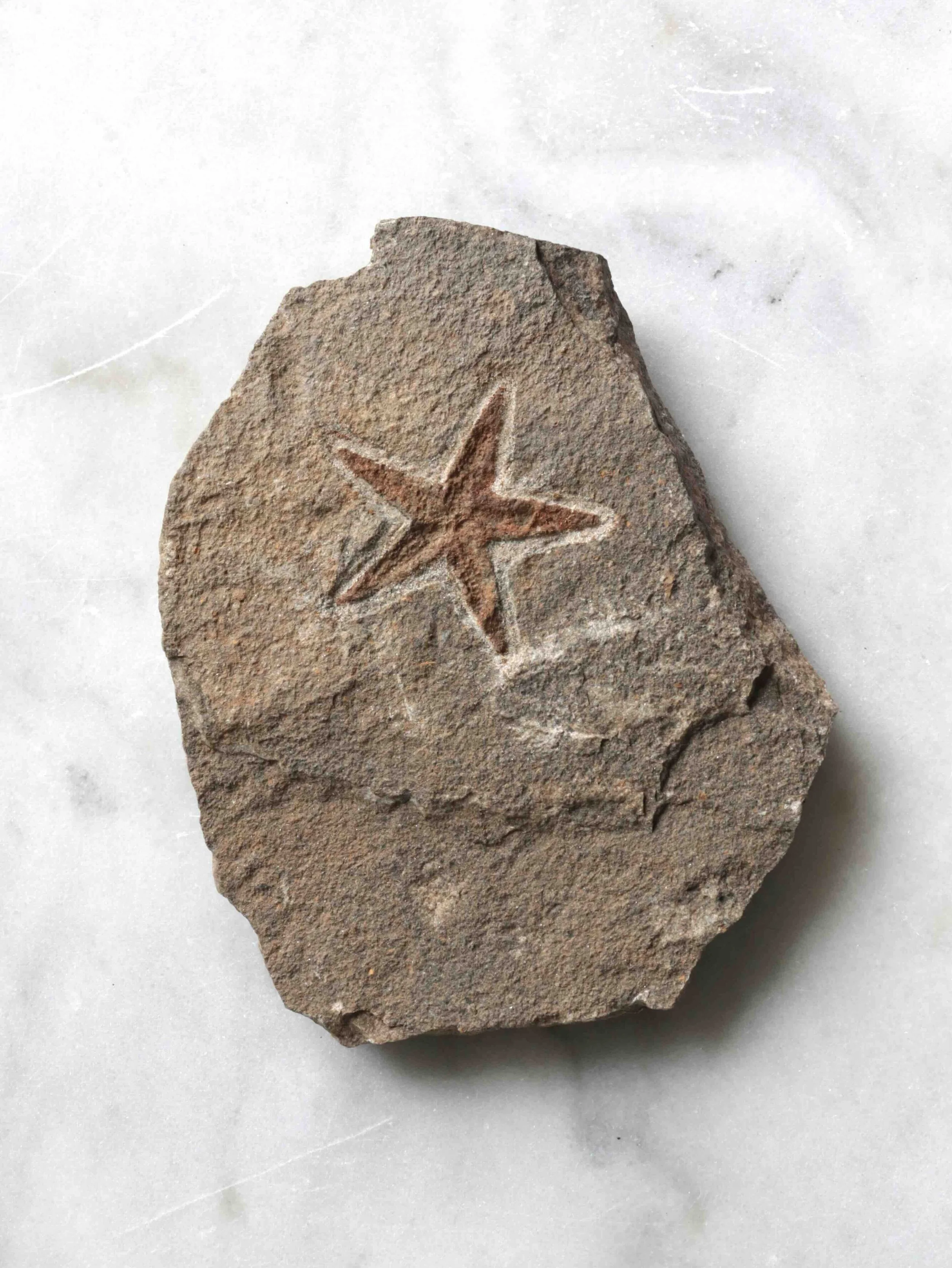 Fossile d'étoile de mer - Pierre pour la sagesse ancéstrale & la guérison du transgénérationnelle - SOLYA - Eshop de lithothérapie - Magasin de pierres éthiques & naturelles