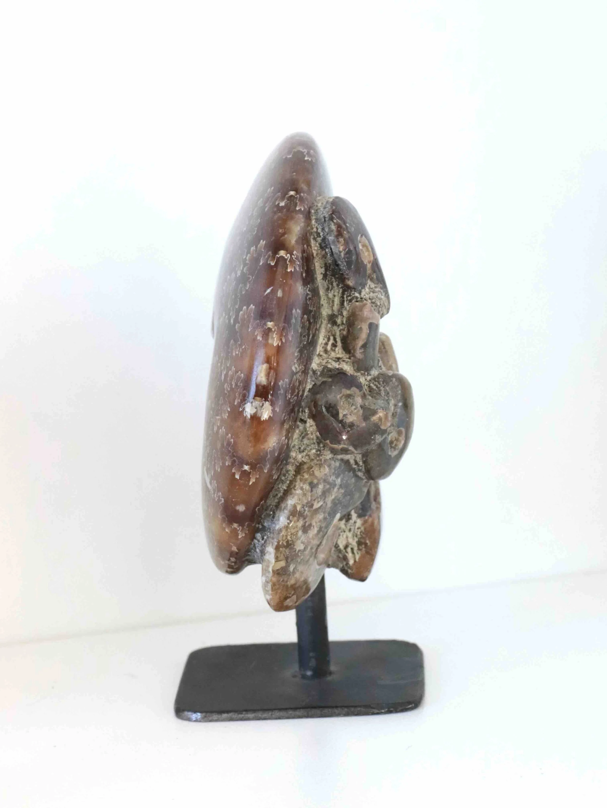 Ammonites sur pied de profil - Pierre pour la Richesse & l'Harmonie - SOLYA - Eshop de lithothérapie - Magasin de pierres éthiques & naturelles en Belgique - Bijoux, cristaux & minéraux.jpeg