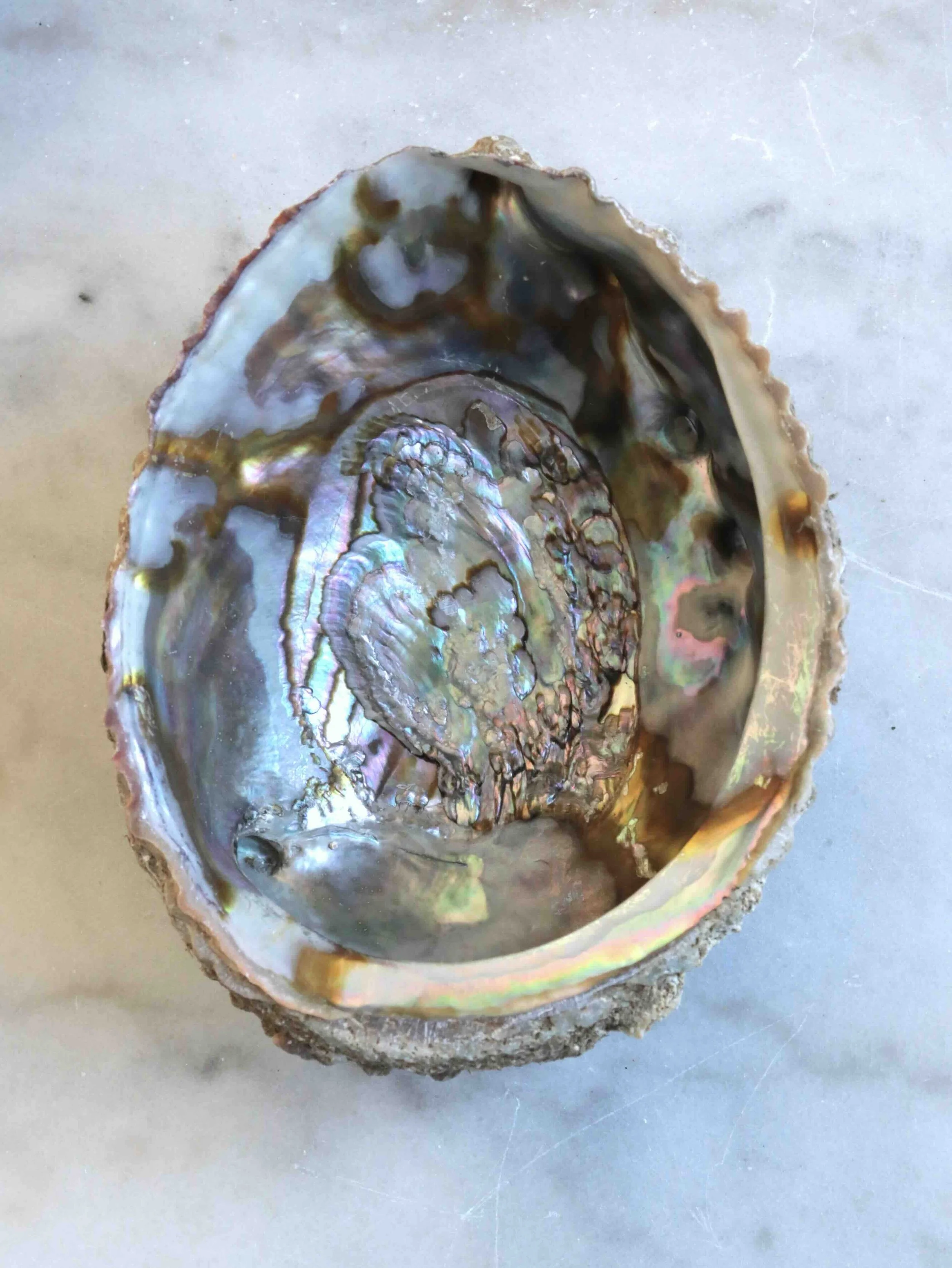 Coquillage Abalone - Pierre pour la Circulation des énergies & la Purification - SOLYA - Eshop de lithothérapie - Magasin de pierres éthiques & naturelles en Belgique - cristaux & minéraux