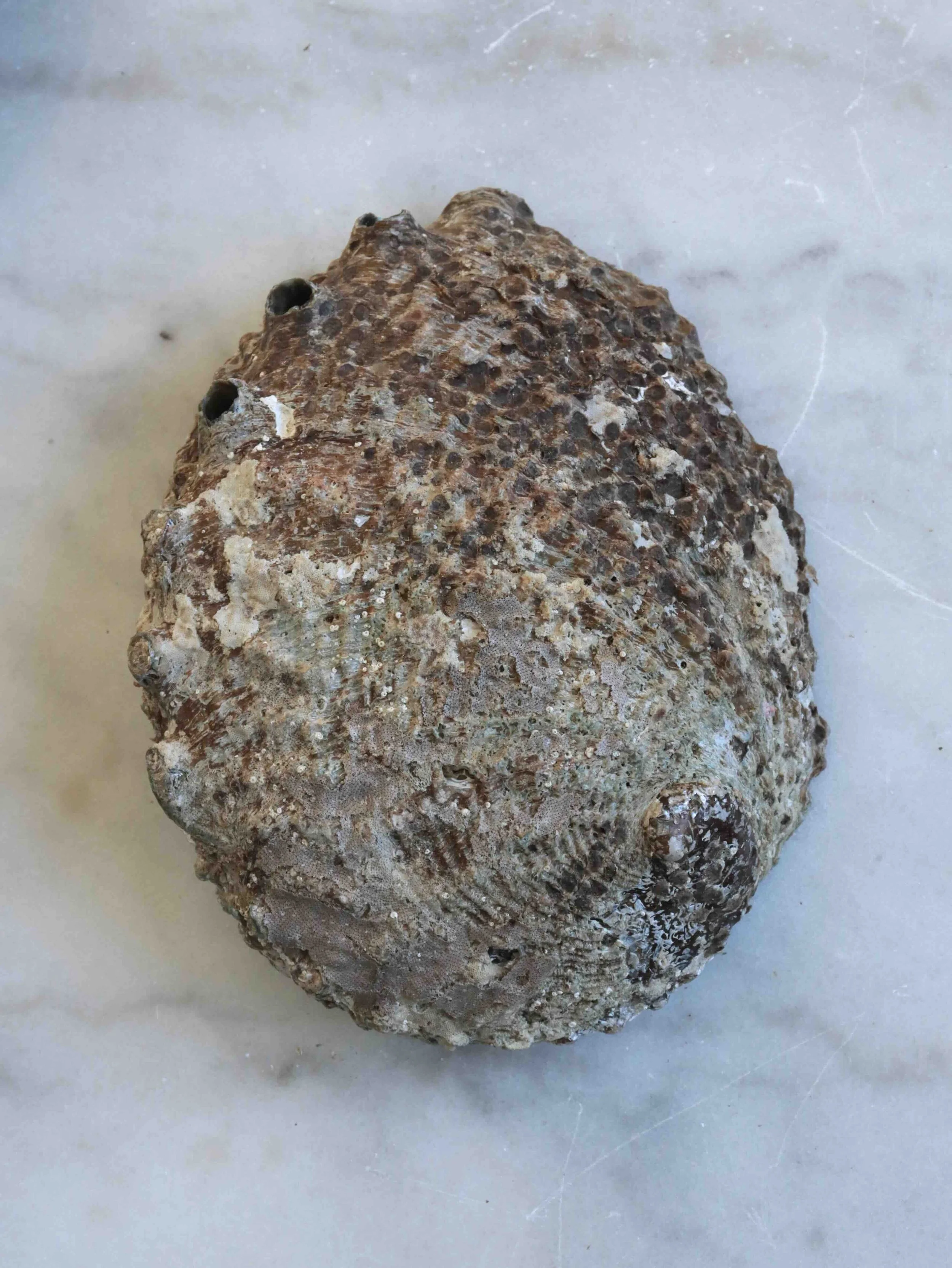 2 - Coquillage Abalone - Pierre pour la Circulation des énergies & la Purification - SOLYA - Eshop de lithothérapie - Magasin de pierres éthiques en Belgique - Cristaux & minéraux