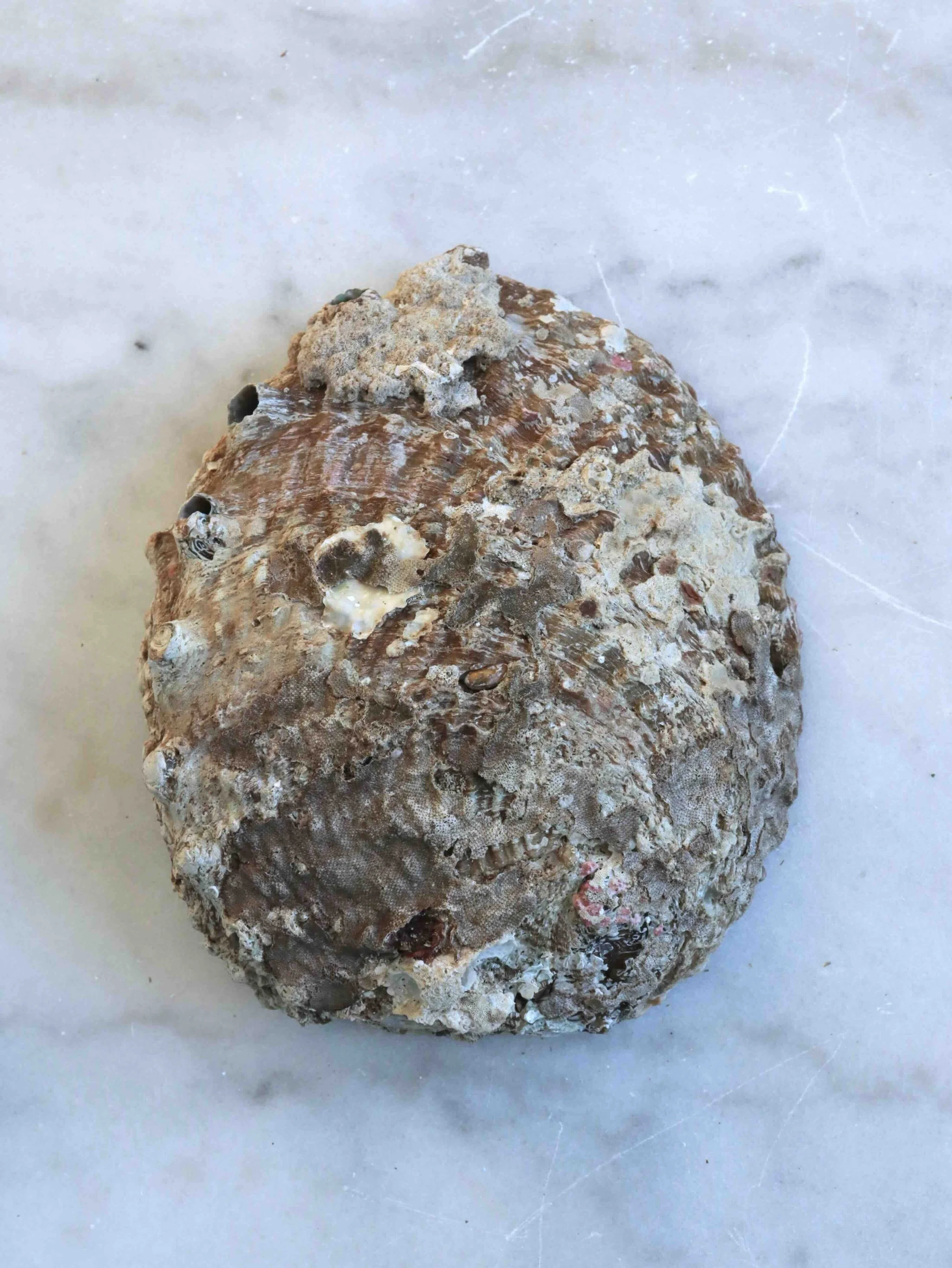 3 - Coquillage Abalone - Pierre pour la Circulation des énergies & la Purification - SOLYA - Eshop de lithothérapie - Magasin de pierres éthiques en Belgique - Cristaux & minéraux