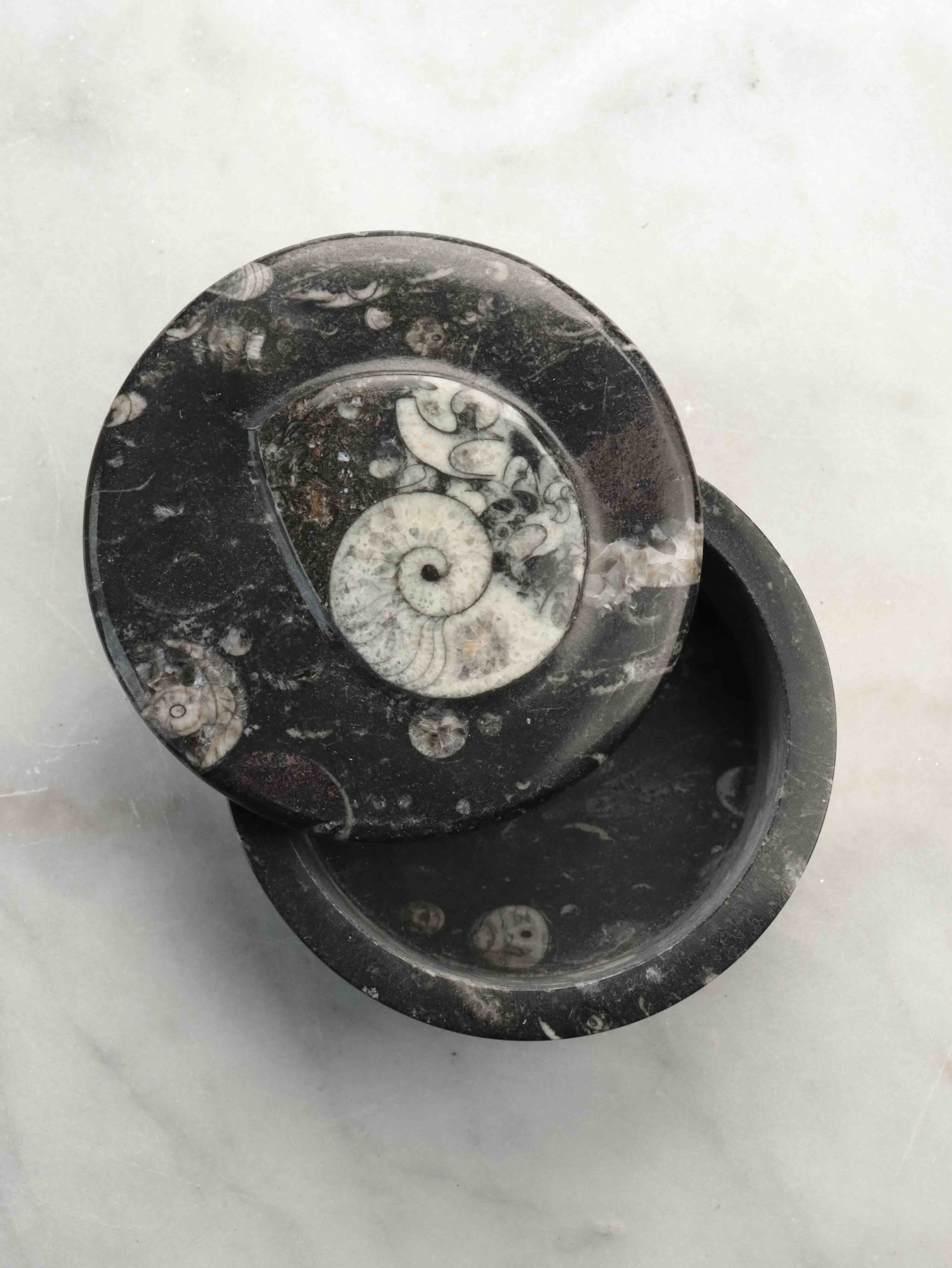 Grande boîte en fossil d'Orthocéras - Pierre pour réconcilier son passé & son présent - SOLYA - Eshop de lithothérapie - Magasin de pierres éthiques & naturelles en Belgique - Cristaux & minéraux.