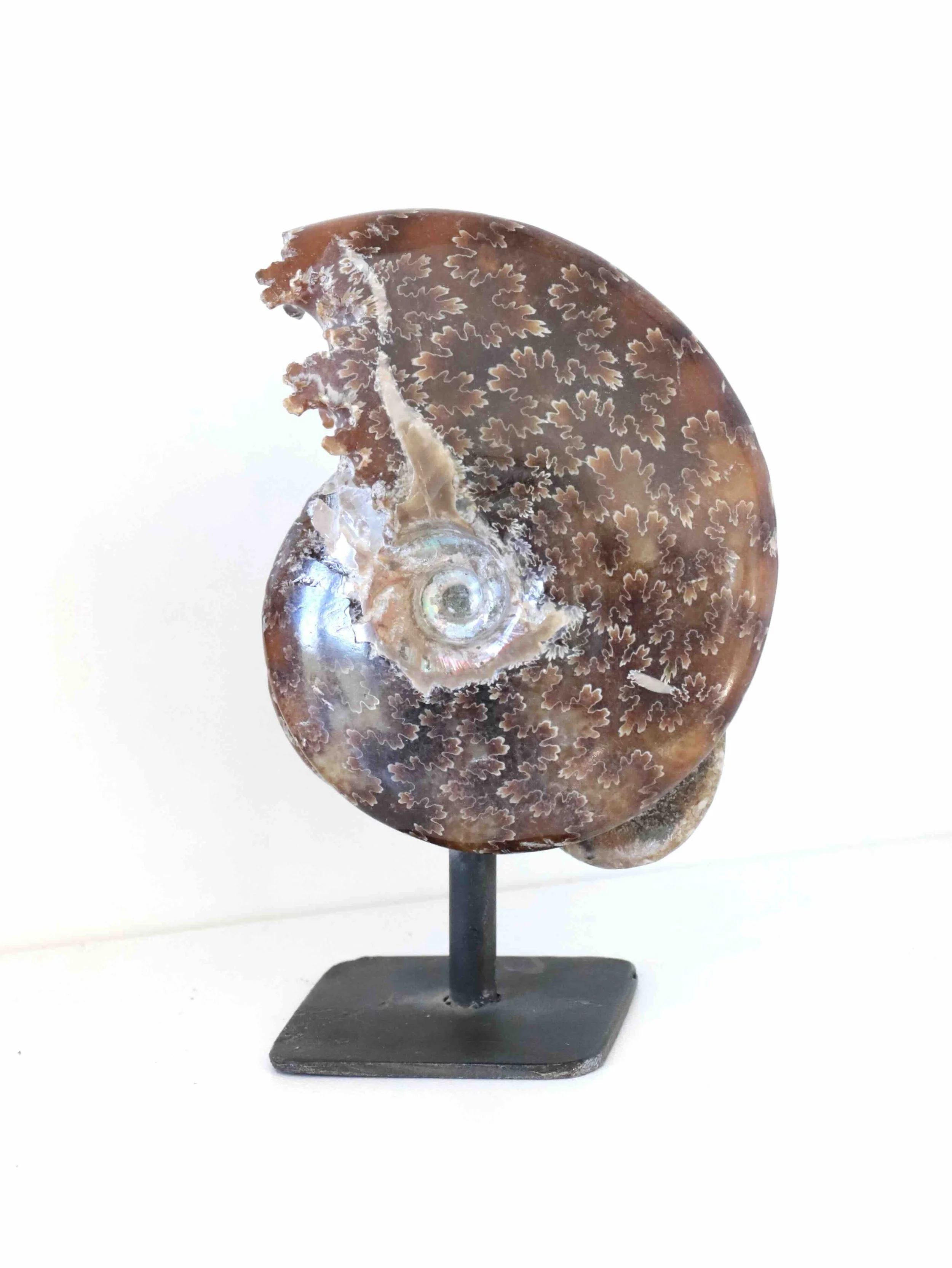 Ammonites de Madagascar sur pied - Pierre pour la Richesse & l'Harmonie - SOLYA - Eshop de lithothérapie - Magasin de pierres éthiques & naturelles en Belgique - Bijoux, cristaux & minéraux.jpeg