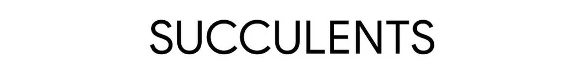 "Succulents Release New Single 'Work It Out'"