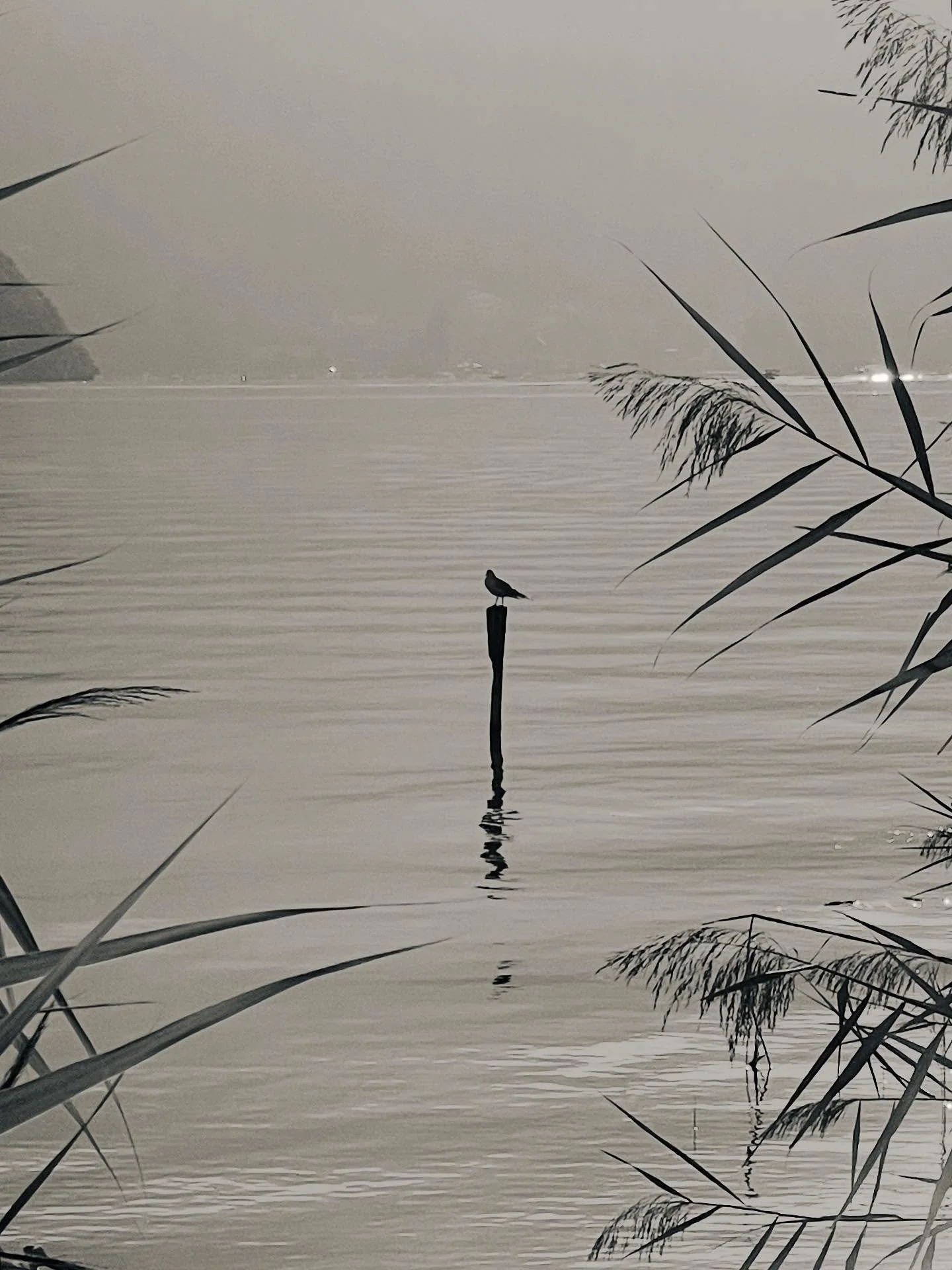 Sur chaque rive des jours. 

Elle lisait les po&egrave;mes de la vie et chaque mot lui rappelait l&rsquo;&eacute;cho de la gr&acirc;ce&hellip; 

Lettre apr&egrave;s lettre, le lac lui dessinait ce que son &acirc;me aspirait; une &oelig;uvre en mouvem