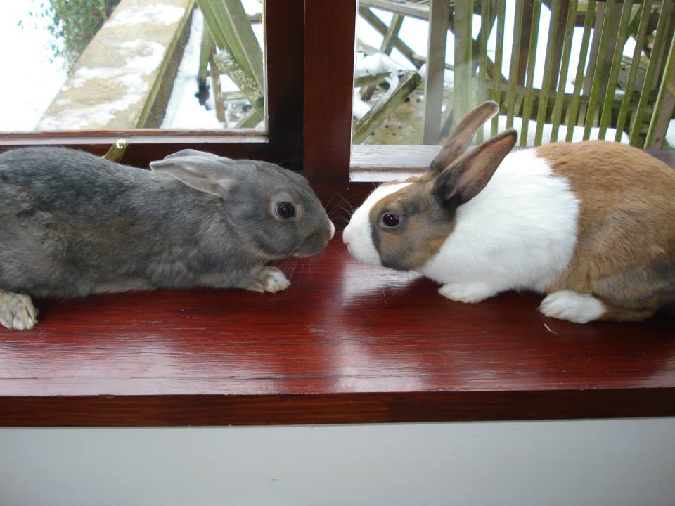 Enjoy a photo of Rose and Cinnamon, sadly missed x