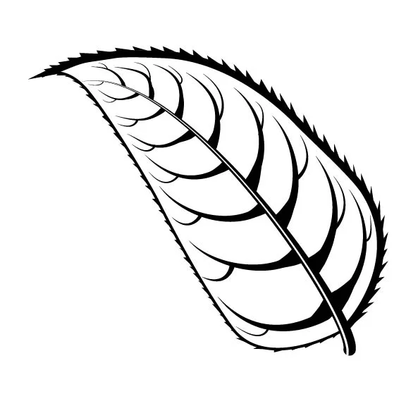 Leaf 2