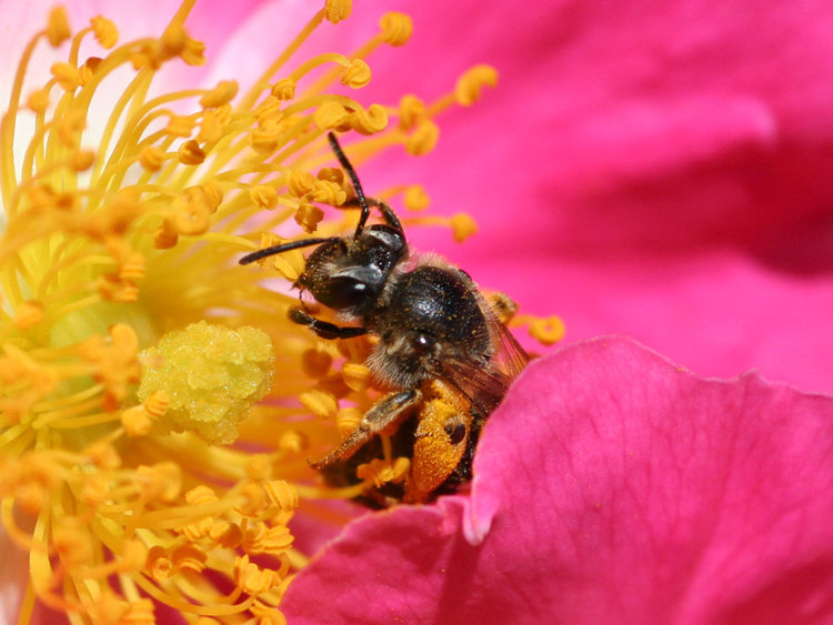 Bee_pollinating_a_rose.jpg