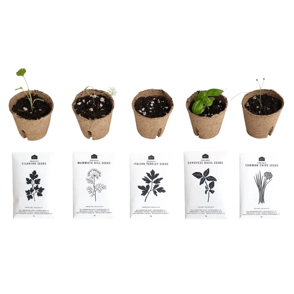alocasia gageana california elephant ear plant Alocasia gageana aurea variegata – Golden Elephant Ear