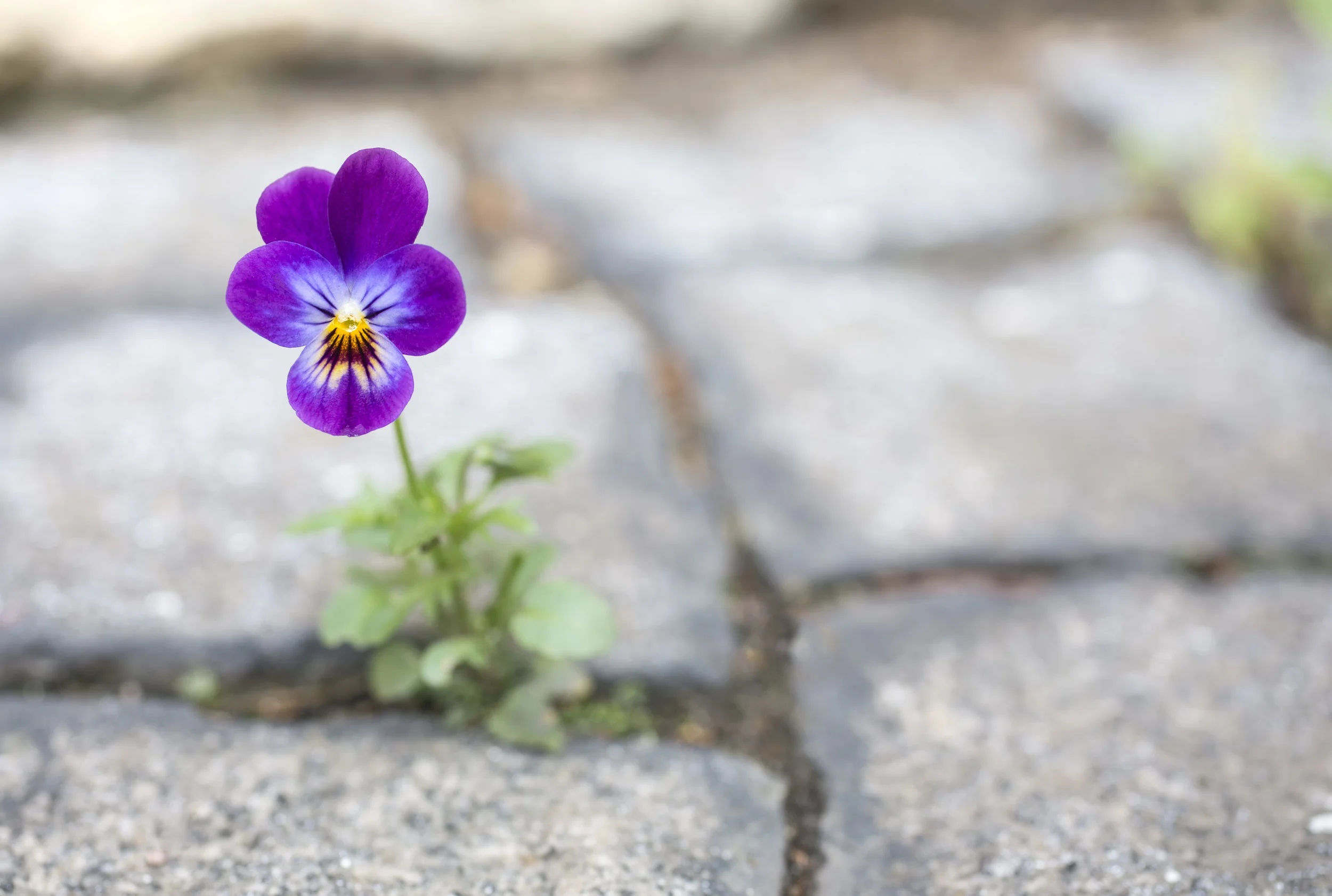 iStock-170093786.jpg