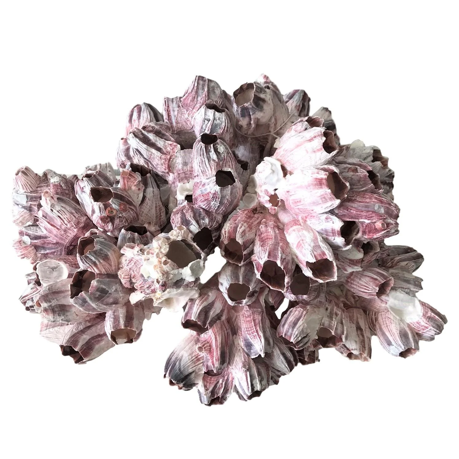 Large Purple Barnacle Cluster