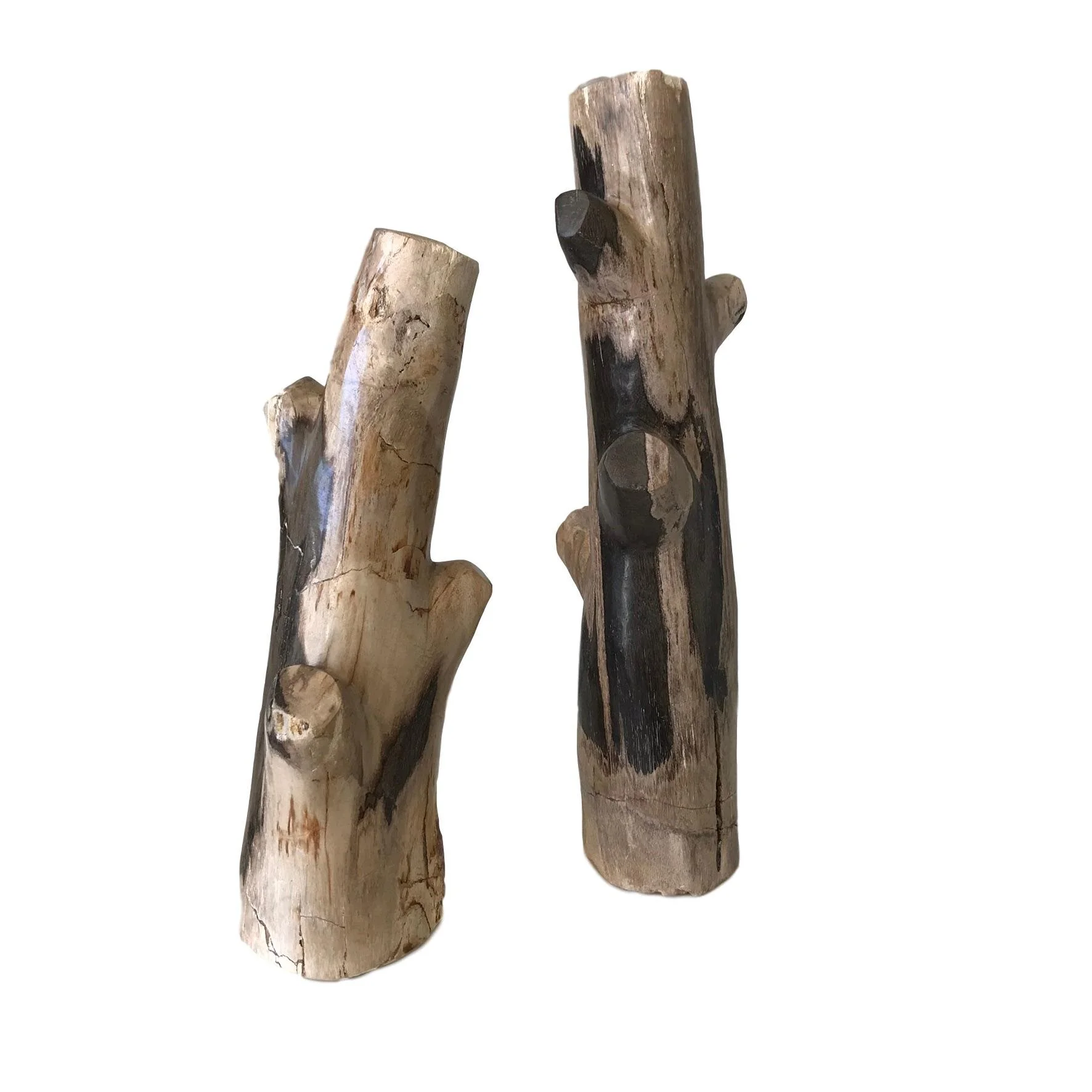 Petrified Wood Branches
