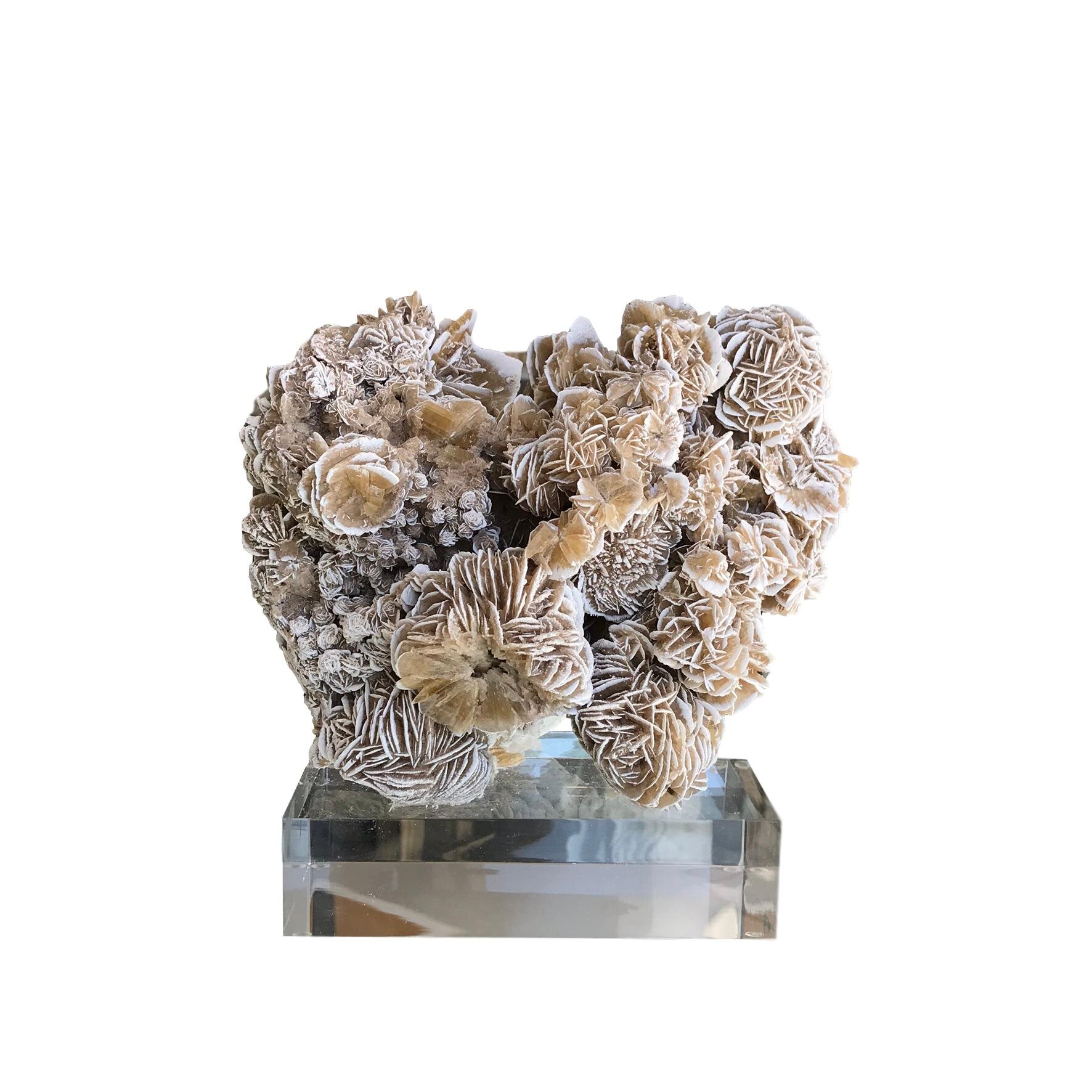 Desert Rose on Lucite Base, Low