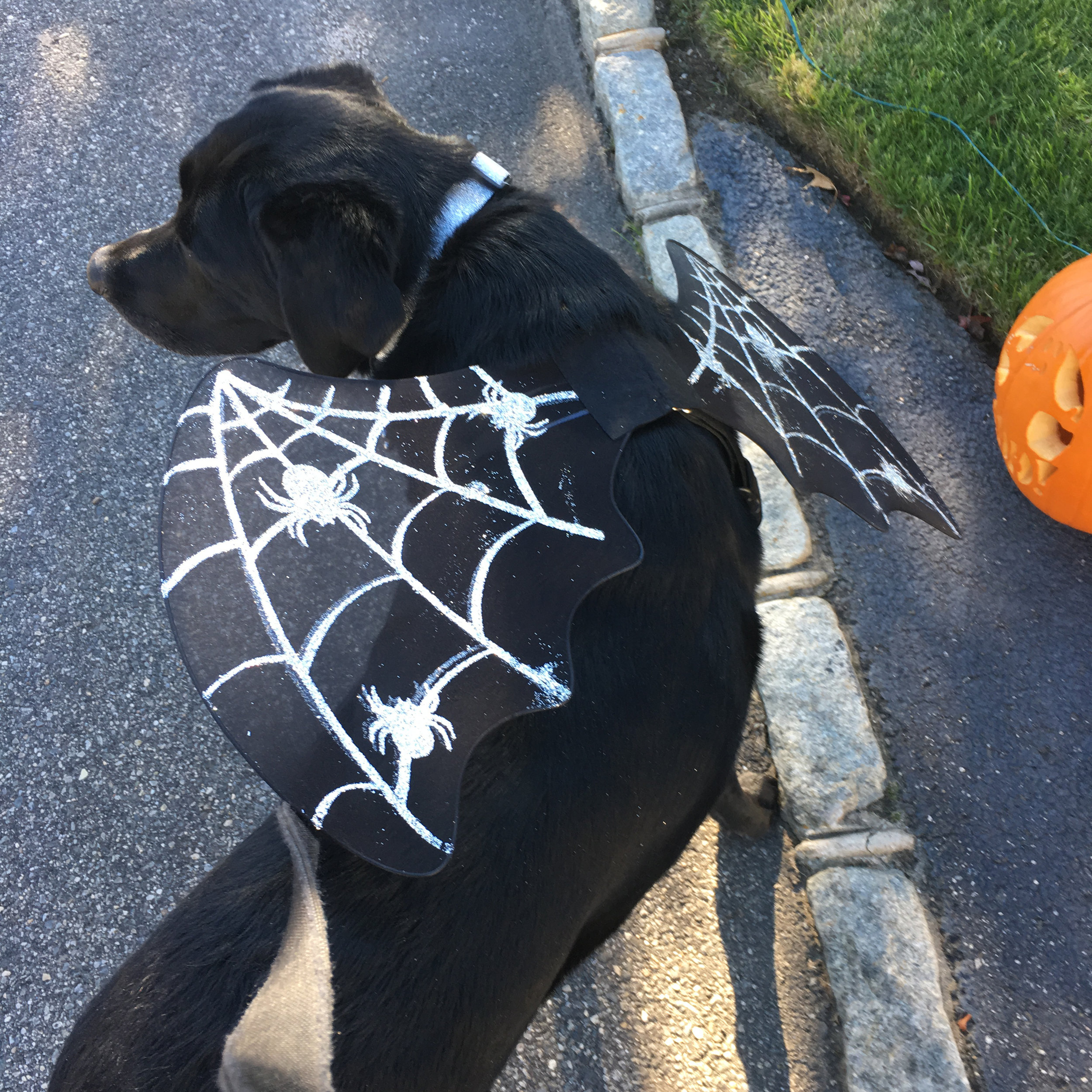 Sophie ready for halloween