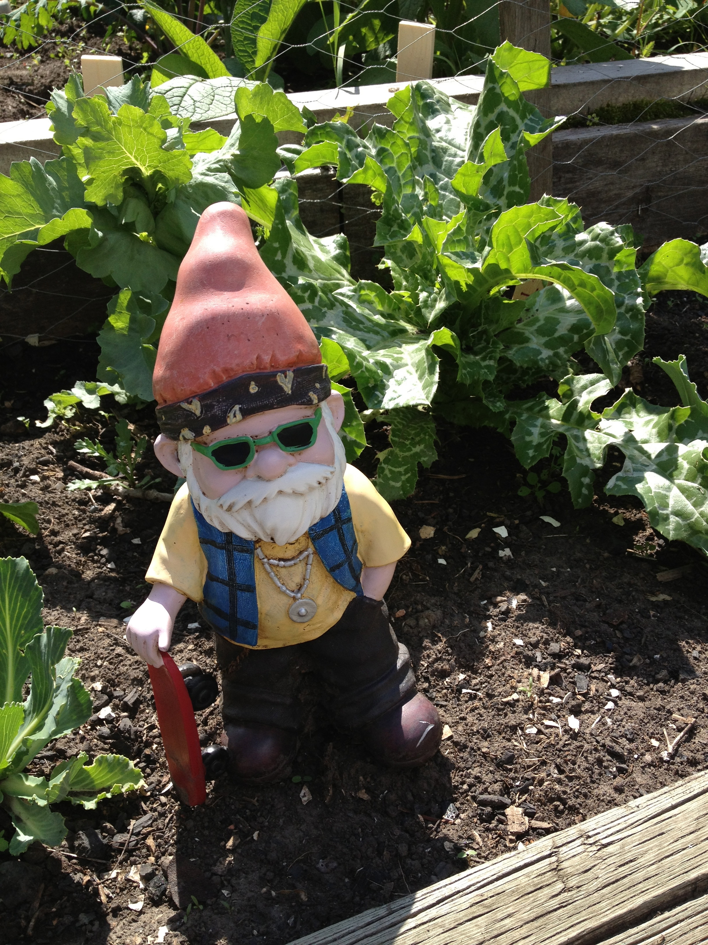 A happy gnome amongst his veg and milk thistles