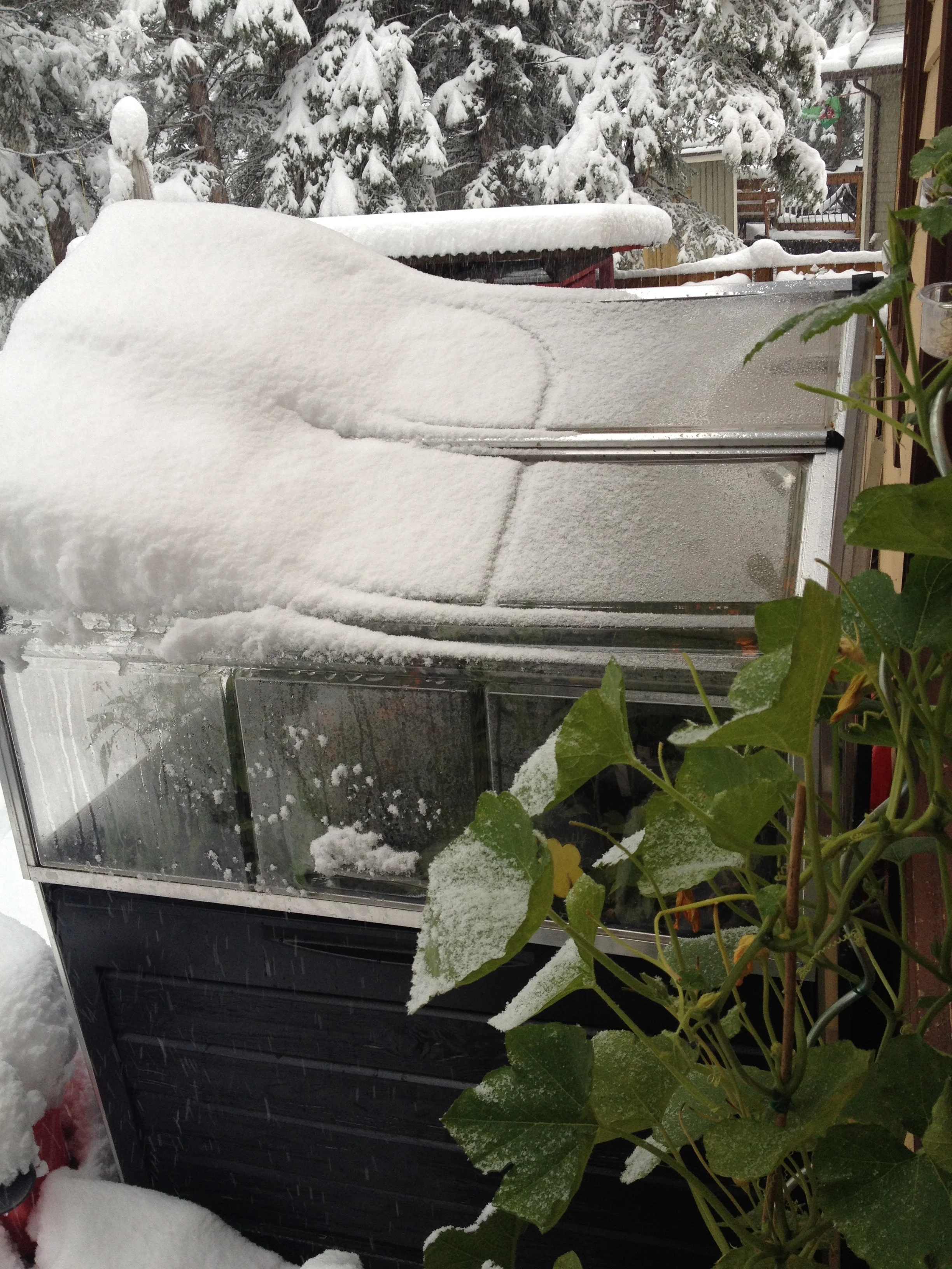 The perils of gardening in this climate. The season ends dramatically!