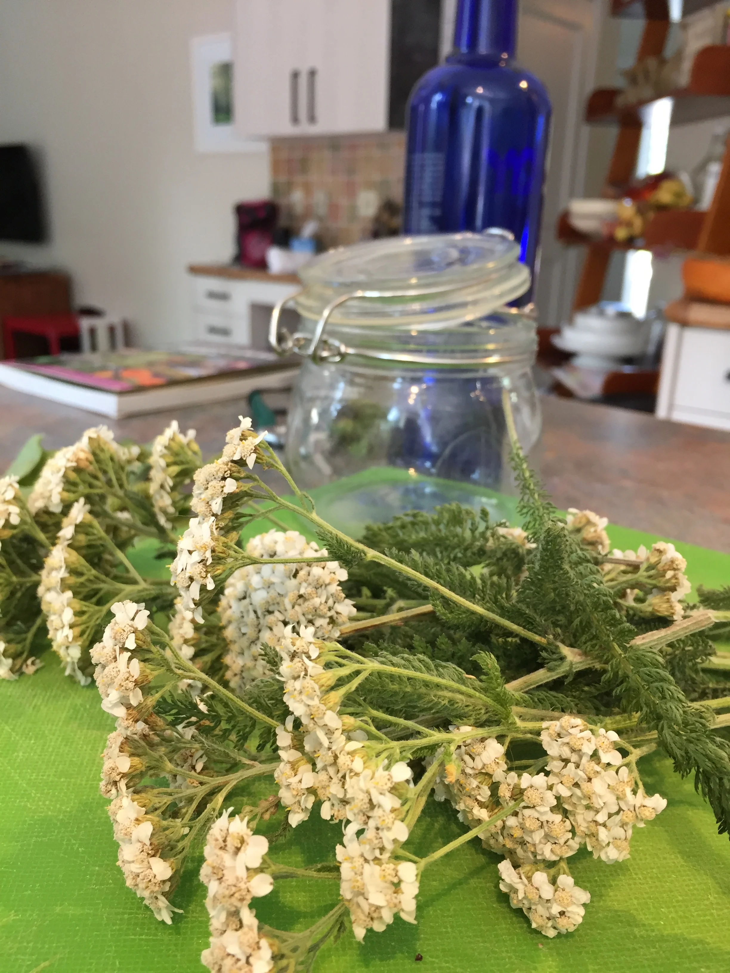 Freshly picked from the paths near my house, Yarrow, the best styptic (stops bleeding) - a magical plant 