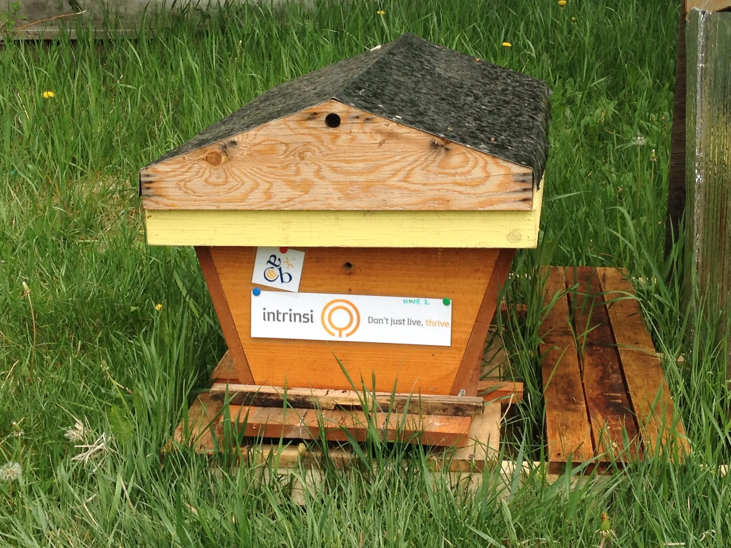 The beehive in a better location than my back deck (see pic above on how the bees got into my neighbours hot tub!)
