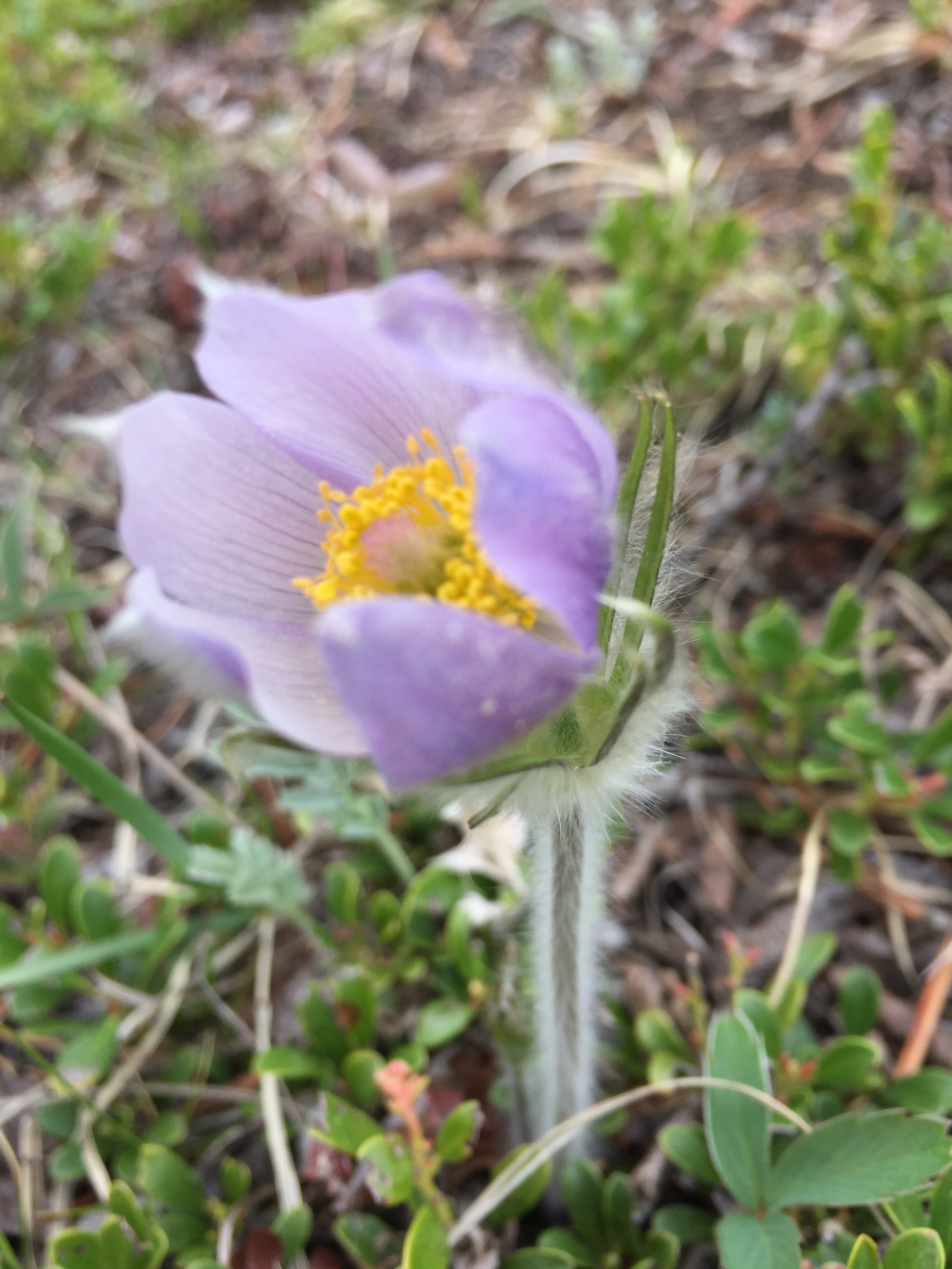 The first spring flower, the prairie crocus. When you find them in April, amidst the snow, you know spring will come. 