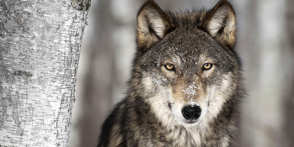 Grandfather Coyote, guardian of the forest